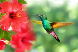 colibri-hibiscus